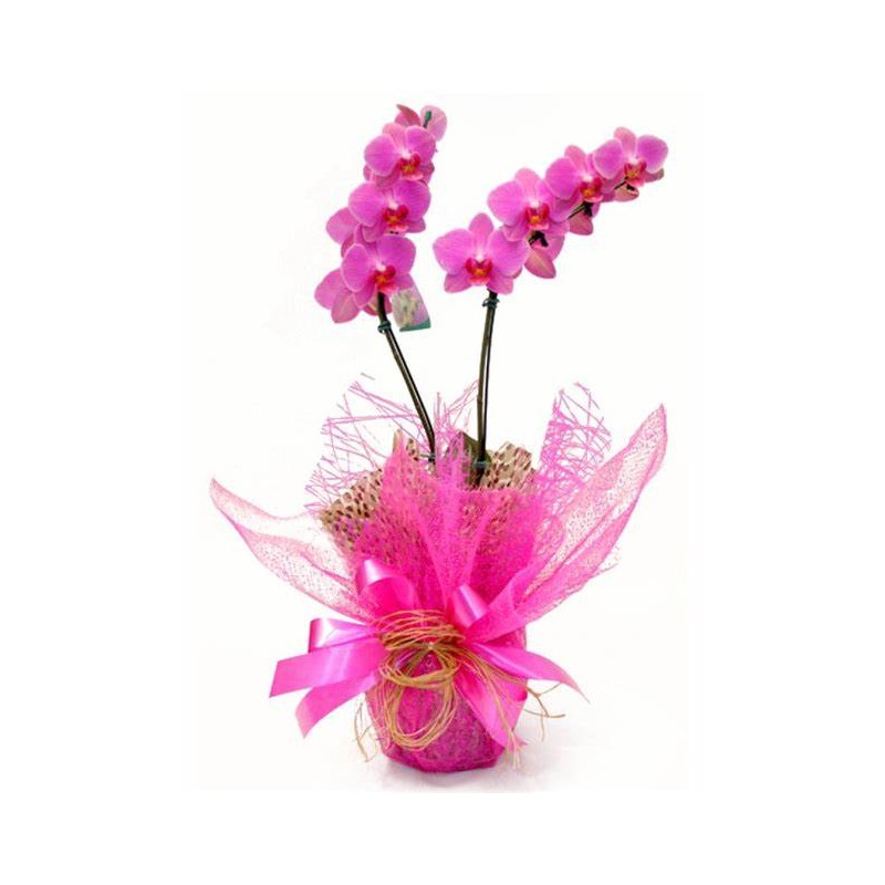 Orquídea Phalaenopsis Rosa com 2 hastes - Floricultura Bella Vita