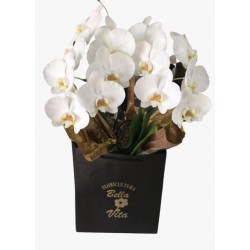 Orquídea Cascata Branca com 2  Hastes