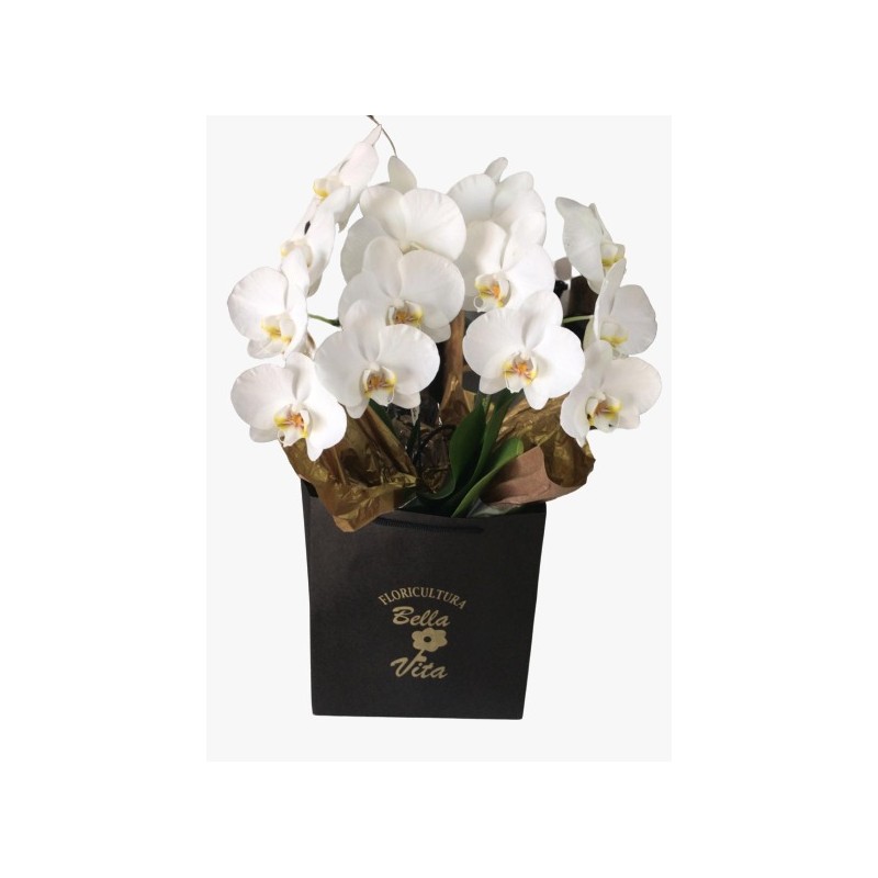 Orquídea Cascata Branca com 2 Hastes - Floricultura Bella Vita