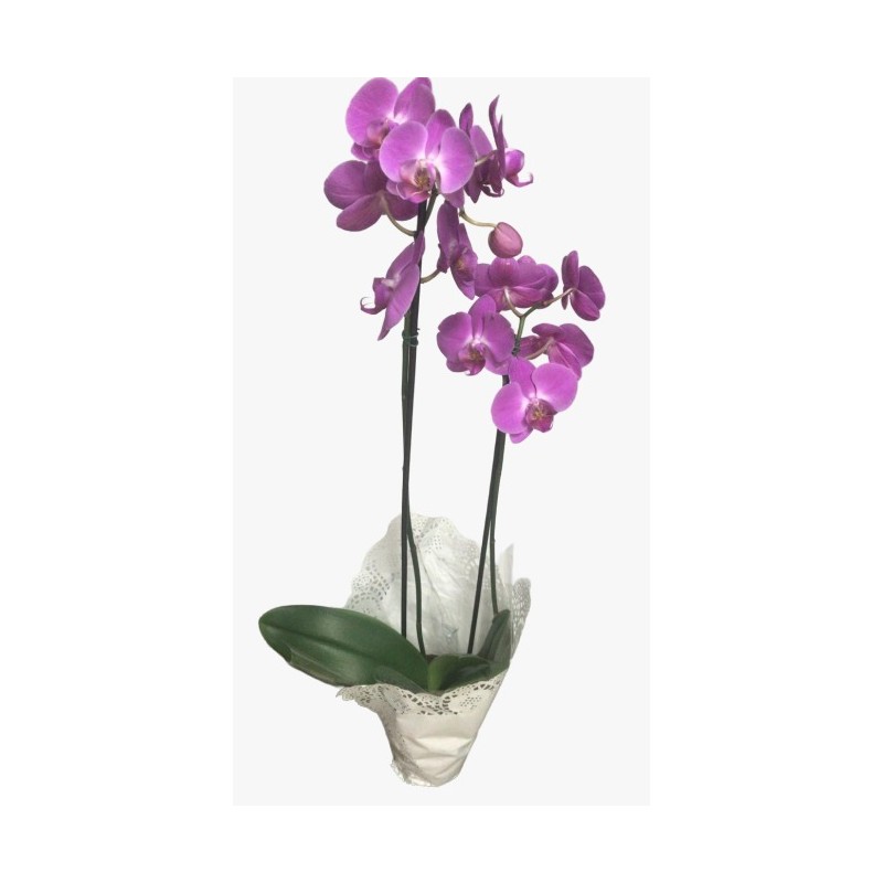 Orquídea Phalaenopsis com 2 hastes - Floricultura Bella Vita