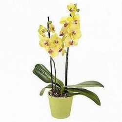 Orquídea Amarela com 2 Haste