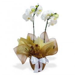 Orquídea Phalaenopsis 2 hastes Branca