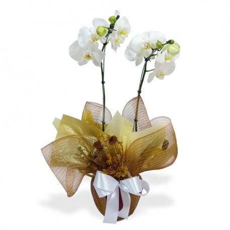 Orquídea Phalaenopsis 